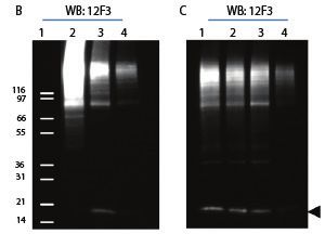 蛋白翻譯后修飾 ptm 檢測(cè)利器 cytoskeleton signal seeker 產(chǎn)品線促銷(xiāo)資訊 資訊 優(yōu)寧維公司官網(wǎng)
